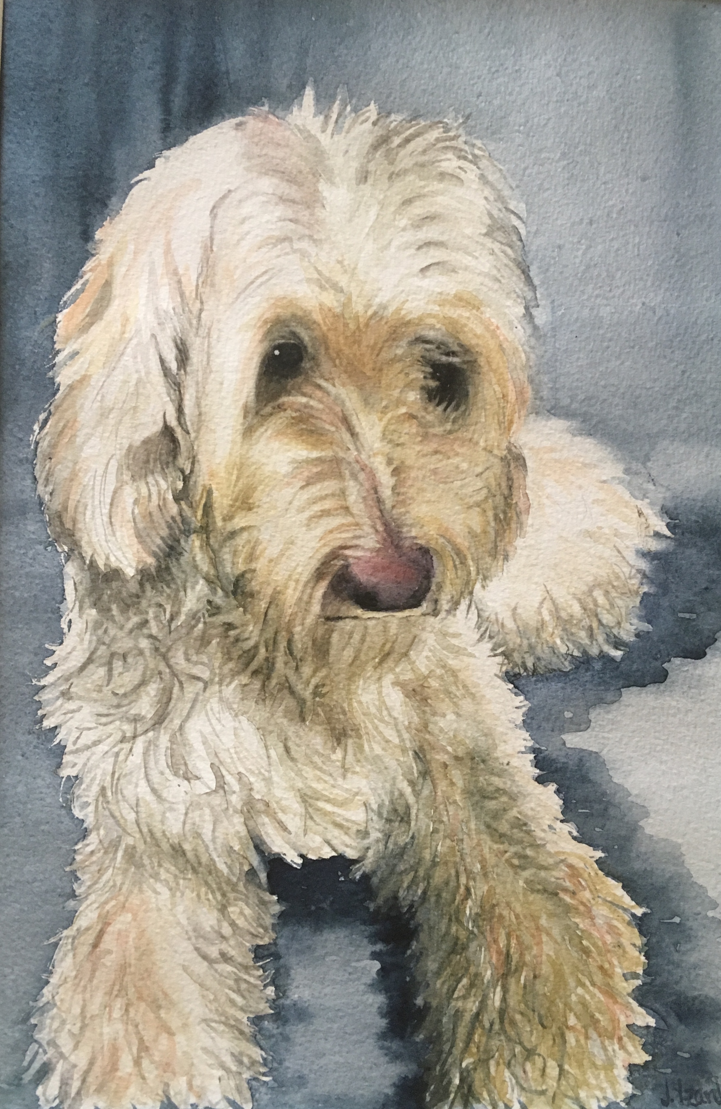 Ruby - Spoodle Dog