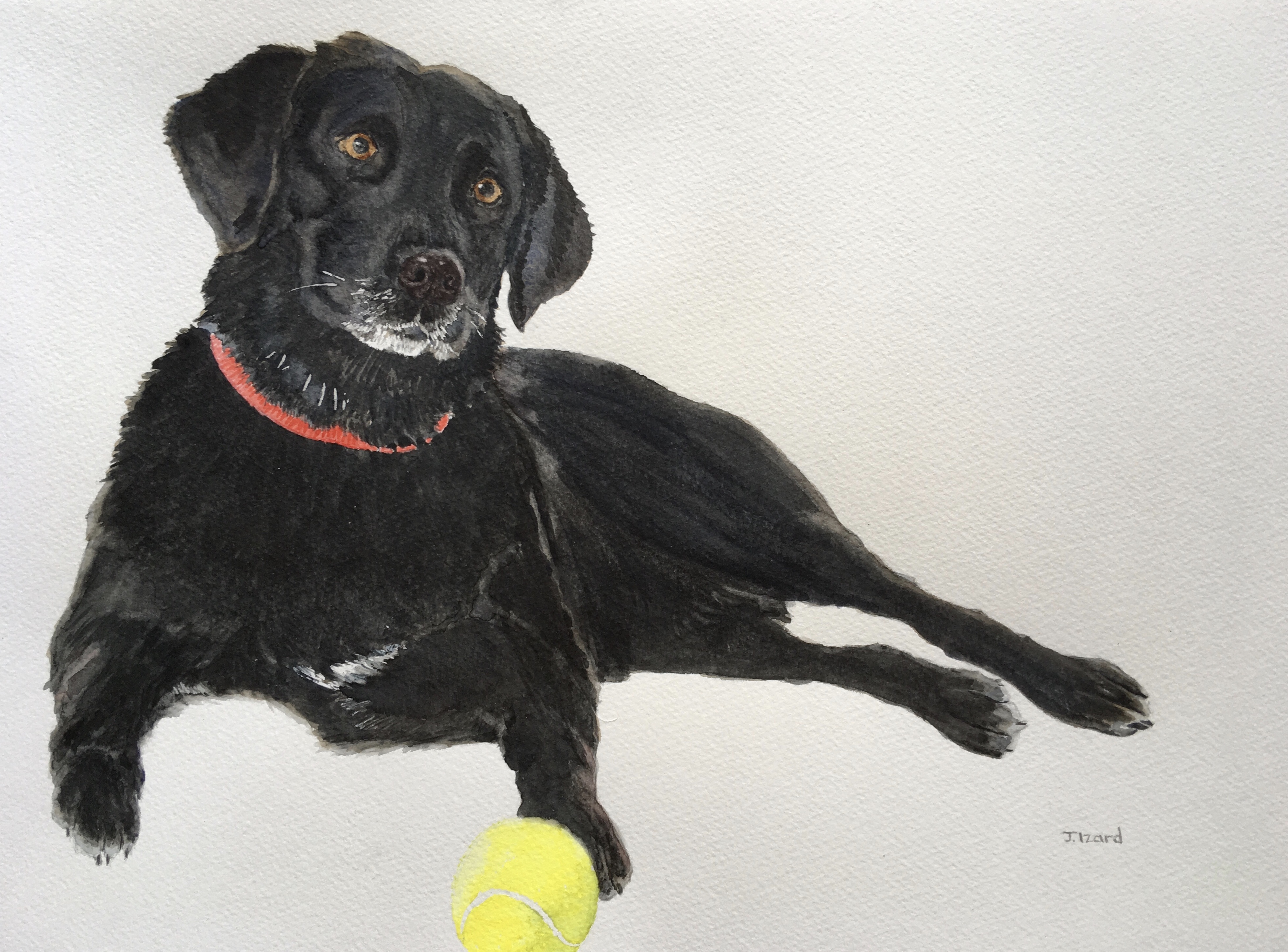 Lola - Black Labrador