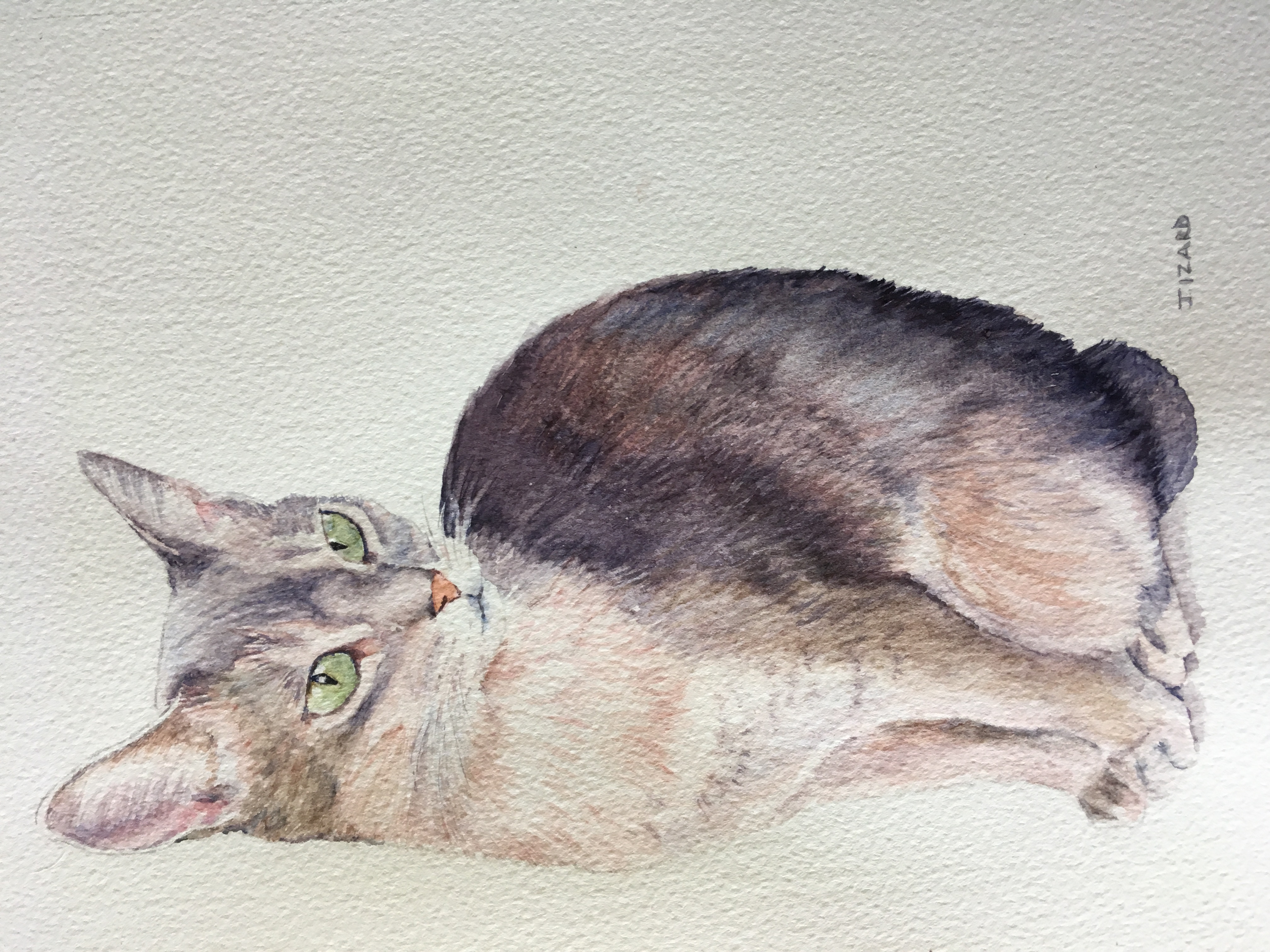 Jezzie - Abyssinian Blue