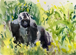 Gorilla