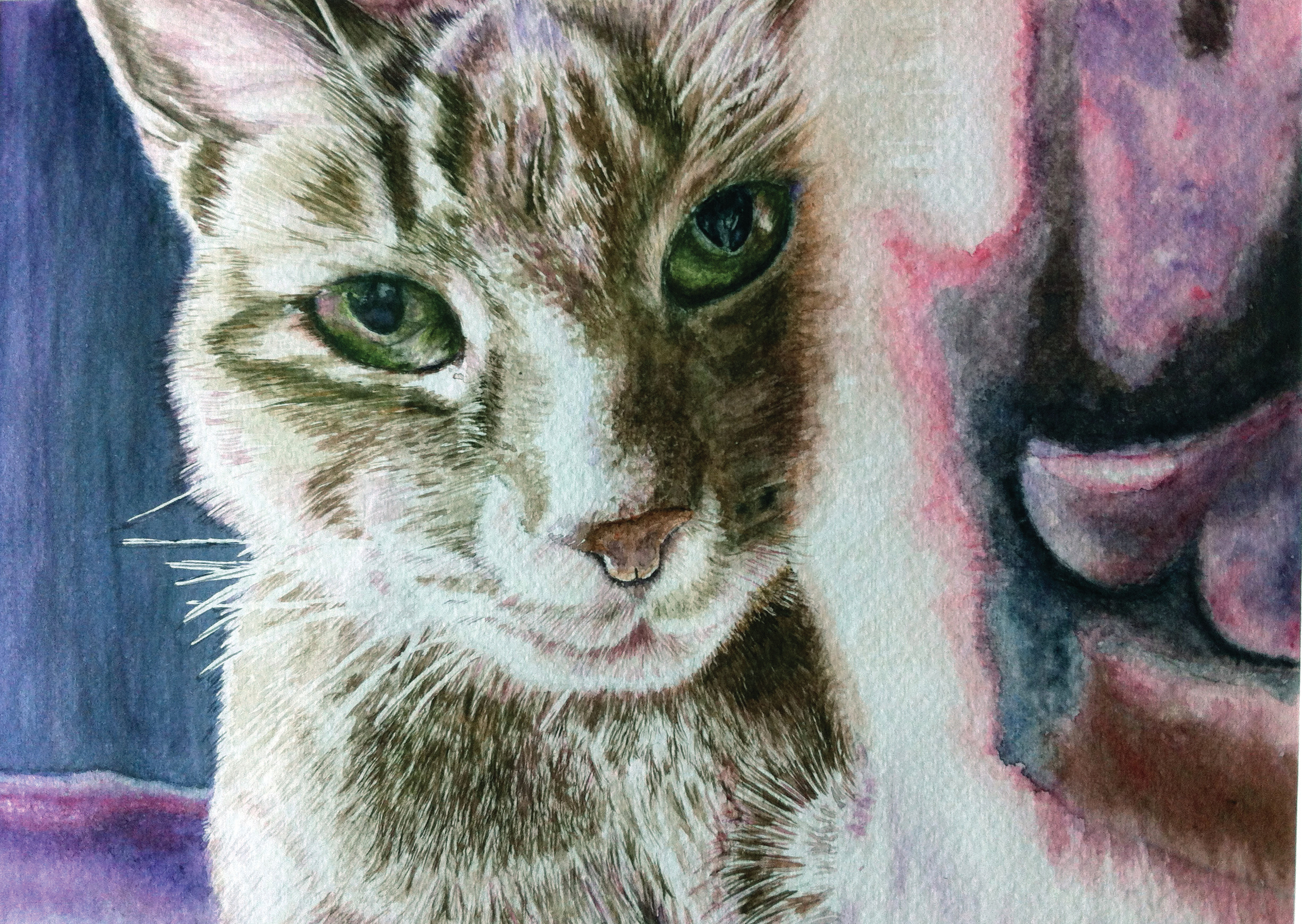 Chiko - Abyssinian