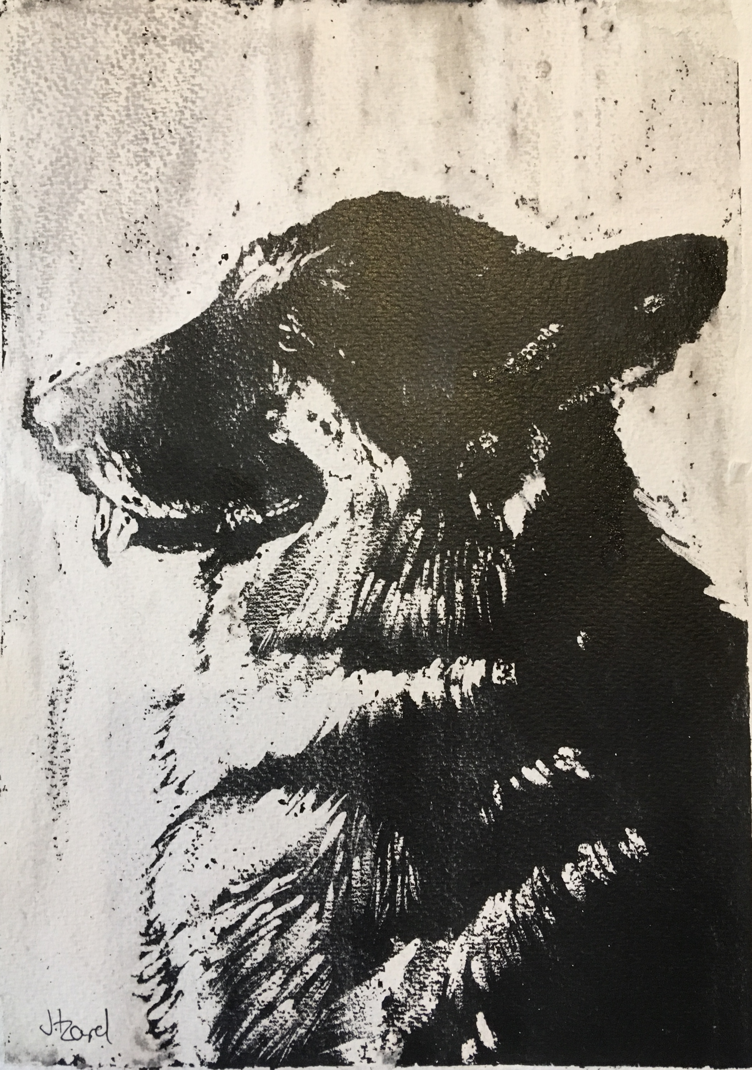 Skyla - Alsatian dog