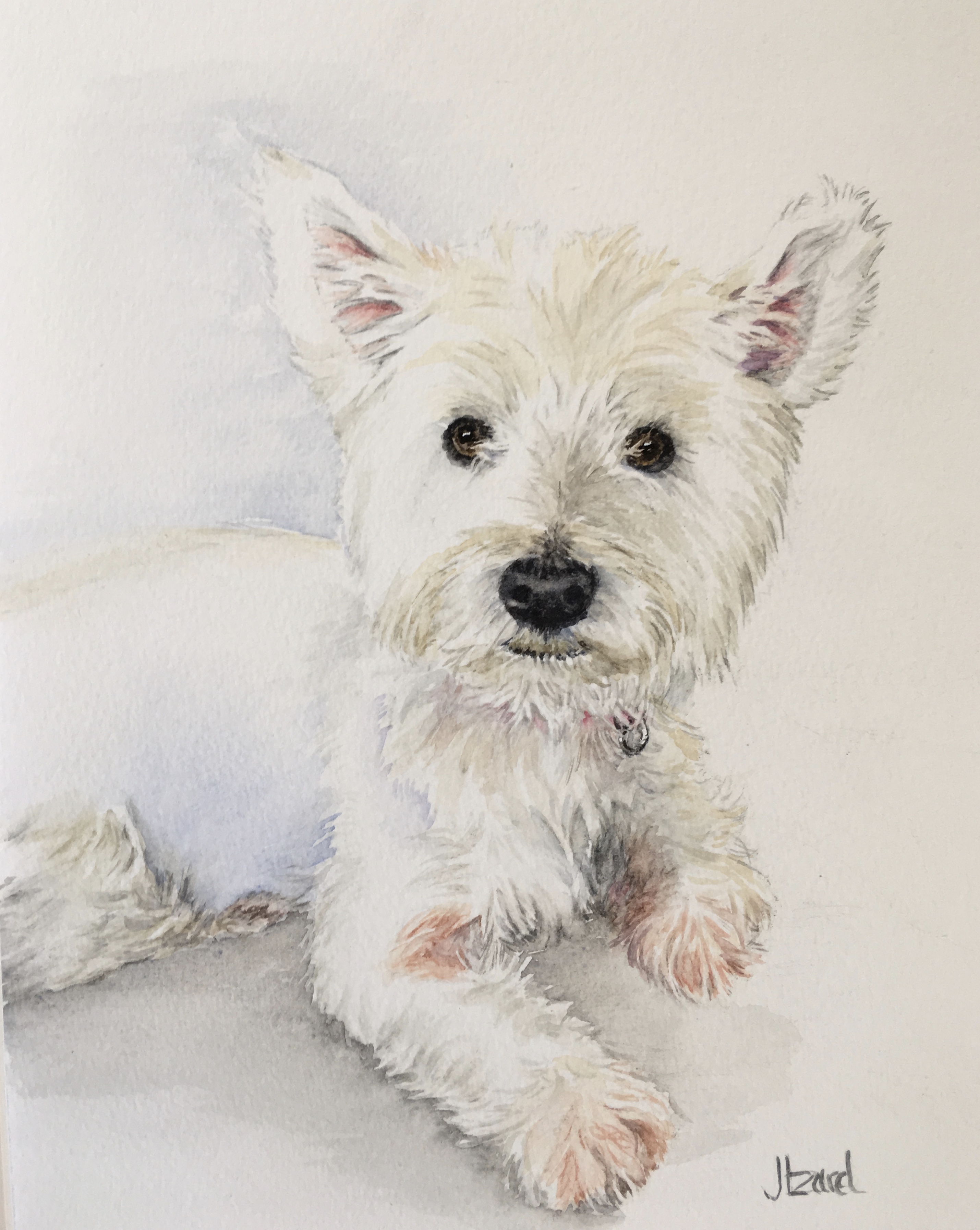 Molly - Westie dog