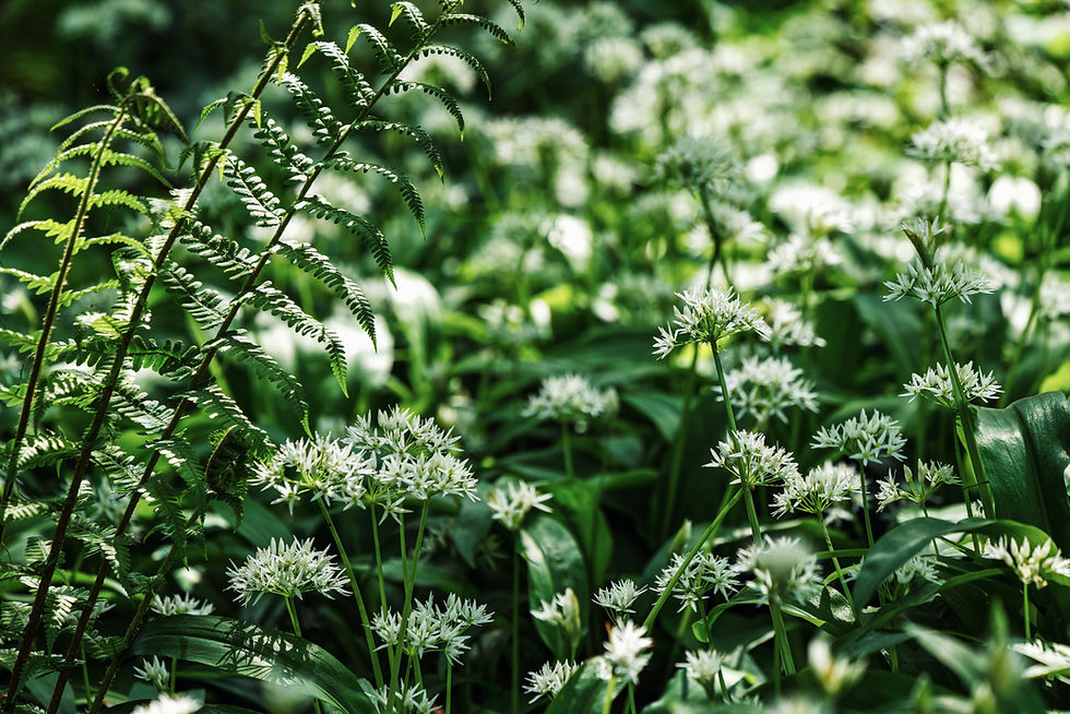 Phytothérapie de printemps : soutenir l’organisme grâce aux plantes sauvages