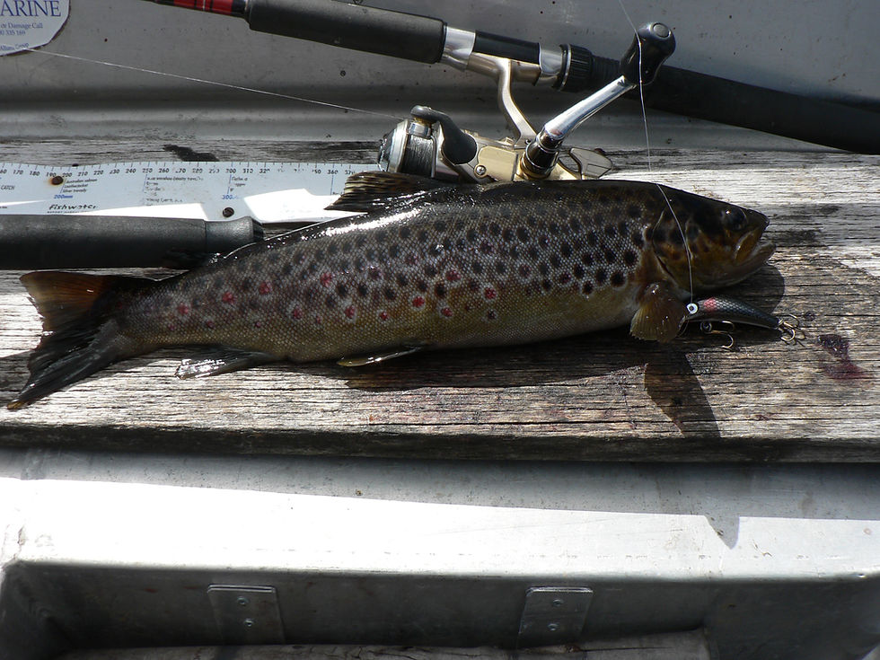 Lake Pedder Brown Trout