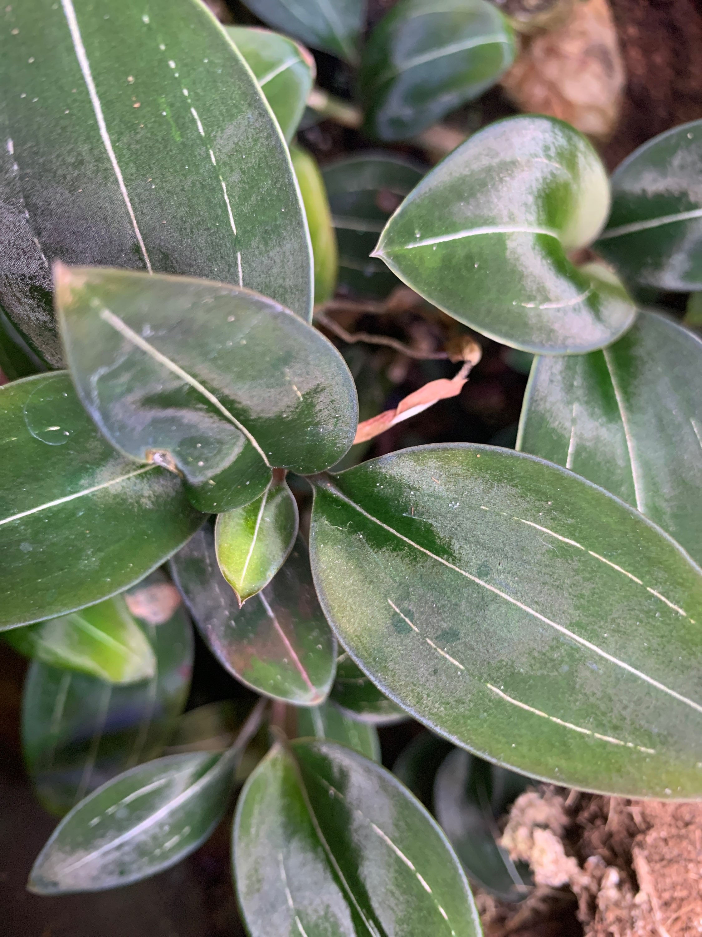 Ludisia Discolor Nigrescens 