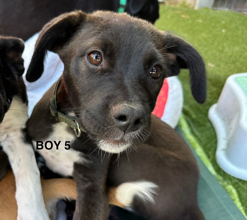 Thumbnail: Bene (aka Benedict)