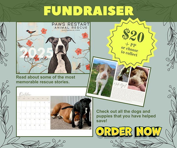 paws-restart-dogs-for-adoption-auckland-fighting-for-better-animal