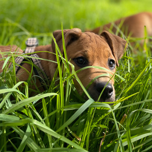 Smooth Patterdale Terrier Patterdale Terrier Potty Training Modern