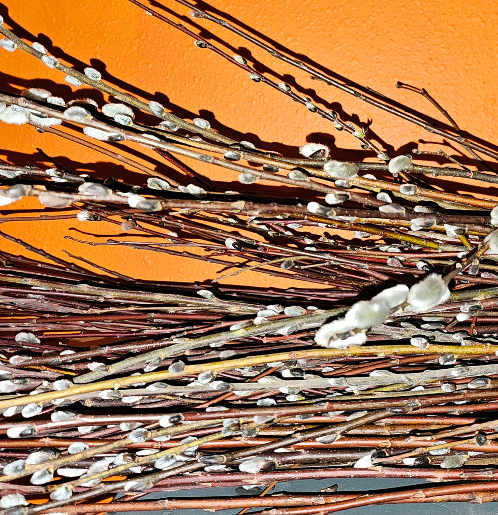 Thumbnail: Fresh Pussy Willows