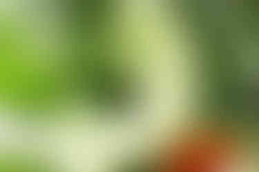 dam, denver art museum, sensory garden, dieresis, logo, branding agency, graphic design studio, illustration, character design, branding, brand identity, logo design, brand consulting, icon, iconography, graphic design, NAICS 541430, NAICS 541613, NAICS 541511, NAICS 541870,