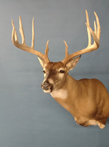 DEER-2.jpg