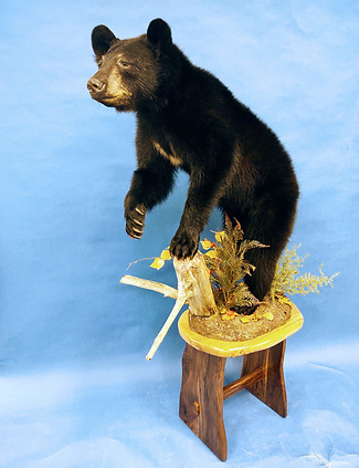 BEAR-10-2020.jpg