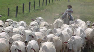 Até o momento, o balanço estadual aponta que os produtores declararam apenas 29,86% dos animais criados no estado