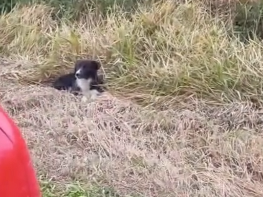 Um cão de porte jovem foi resgatado recentemente às margens da BR-116, nas proximidades do Motel Itália, em Camaquã. O animal foi encontrado em uma área de alto risco devido ao intenso fluxo de veículos que caracteriza o trecho da rodovia na nossa região da Costa Doce.