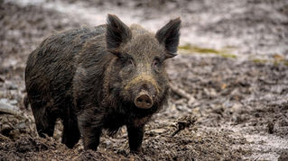 O Rio Grande do Sul enfrenta desafios constantes relacionados ao manejo de fauna exótica, e a presença de javalis em propriedades rurais tornou-se uma preocupação crescente para a economia do campo. 
