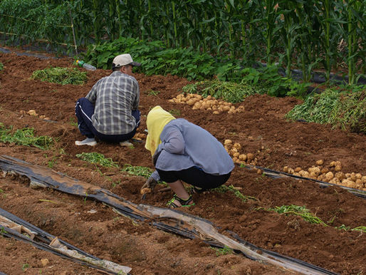 Com mais de 500 expositores confirmados, o pavilhão deste ano promete ser o maior da história, reafirmando o protagonismo dos pequenos produtores, das agroindústrias familiares e do artesanato rural na economia gaúcha.