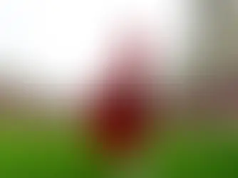 A integridade nas instituições esportivas voltou ao centro do debate jurídico no Rio Grande do Sul. Nesta quinta-feira, 5 de março, a 2ª Vara Estadual de Porto Alegre proferiu uma sentença que atinge figuras conhecidas do cenário esportivo gaúcho.