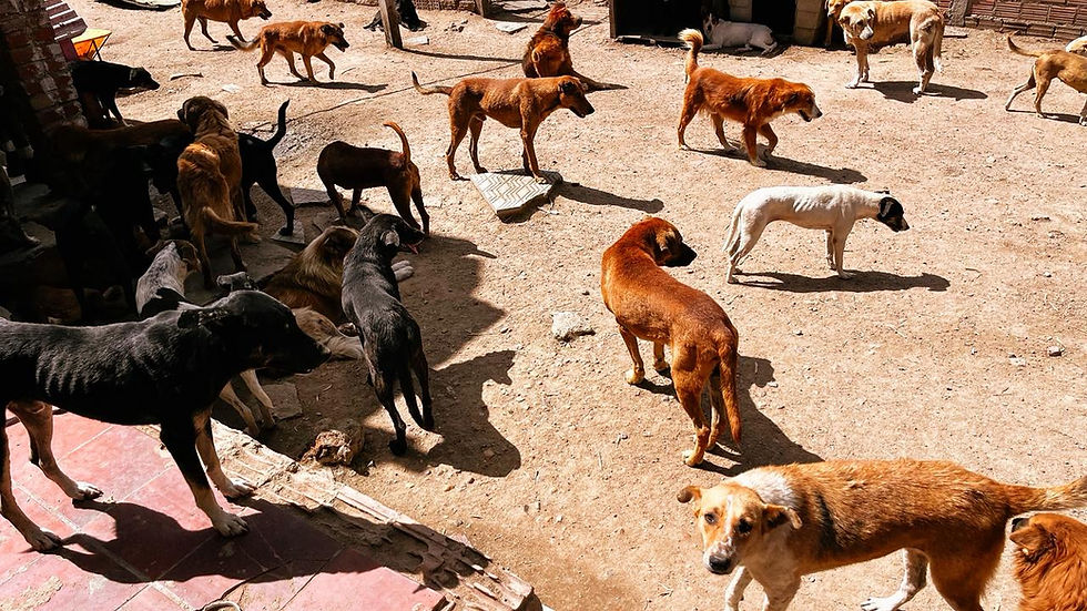 Durante a vistoria, o Prefeito Abner Dillmann, o Vice-Prefeito Luciano Dias e o Secretário Especial de Governo, Vitor Azambuja, acompanhados pela Vereadora Ivana de Paula, avaliaram a situação da construção de um novo canil.