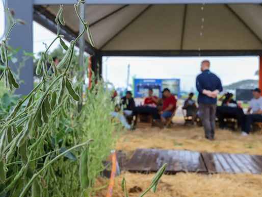 A inovação tecnológica será um dos principais pilares da programação da 36ª Abertura Oficial da Colheita do Arroz e Grãos em Terras Baixas, que ocorre entre os dias 24 e 26 de fevereiro, na Arena de Inovação, instalada na Estação Experimental Terras Baixas da Embrapa Clima Temperado, em Capão do Leão (RS).