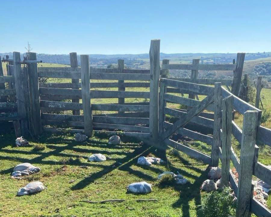 A insegurança no campo continua sendo um desafio crítico para os produtores rurais da Zona Sul do Rio Grande do Sul. Recentemente, um caso grave de abigeato chocou a comunidade de Santana da Boa Vista. 