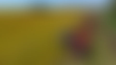 A colheita de arroz no Rio Grande do Sul atingiu um marco importante nesta safra 2025/2026, superando a marca de 68,88% da área total semeada no Estado. 