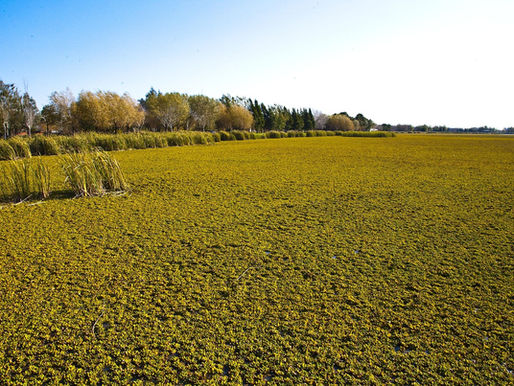 A conscientização sobre o futuro ecológico da Zona Sul do Rio Grande do Sul ganha um espaço de destaque nesta semana. Como parte das atividades da Semana Municipal do Meio Ambiente, o Auditório do IFSul Campus Camaquã sedia, nesta quarta-feira (10),