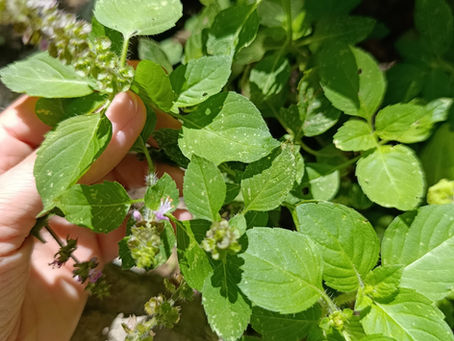 Tulsi ~ Plante sacrée