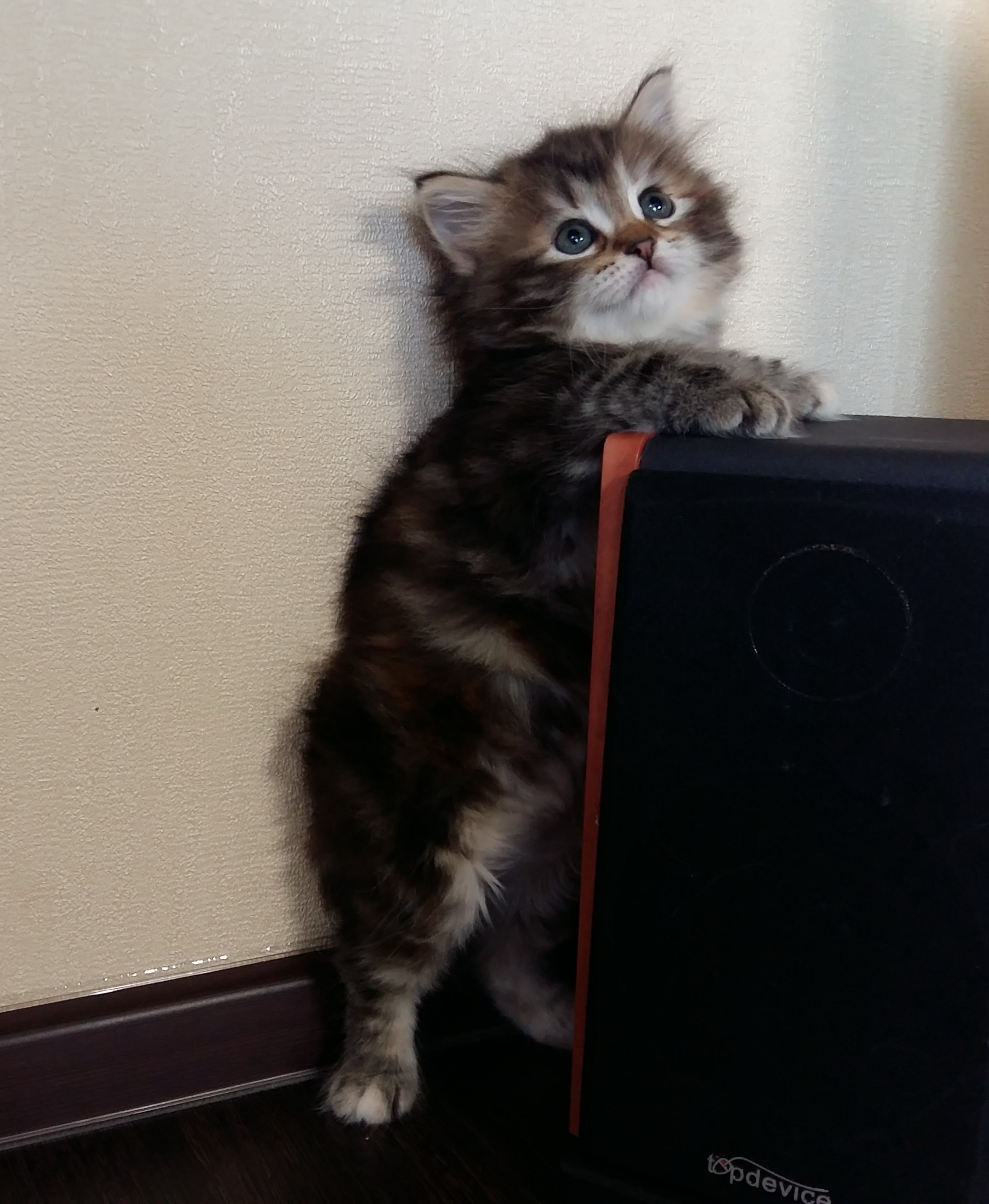 Dolce Great Joy, female, f 22 AVAIL