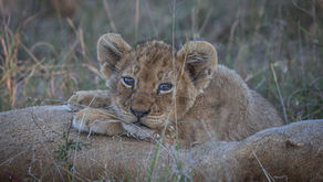 Late Afternoon Gold : The Avoca Pride’s 10 Week Old Lion Cubs and How to Photograph Them