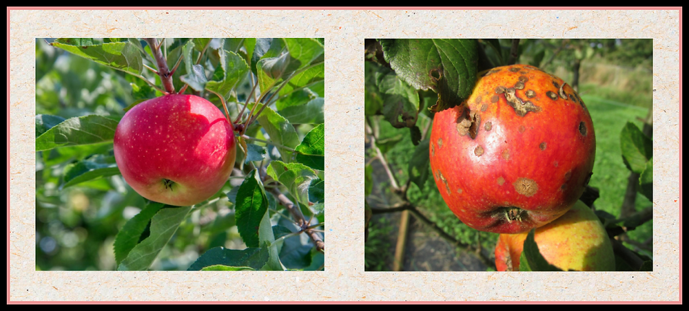 Your Thoughts Are Not Apples For Apples