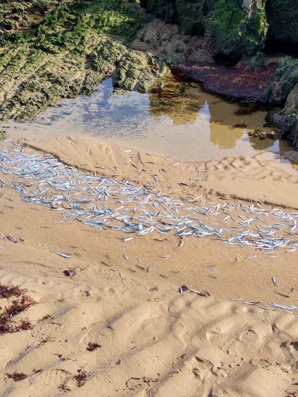 Varamiento de anchoas en Noja