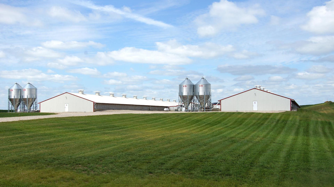 Farm with hog quad barns with grain bins and swine