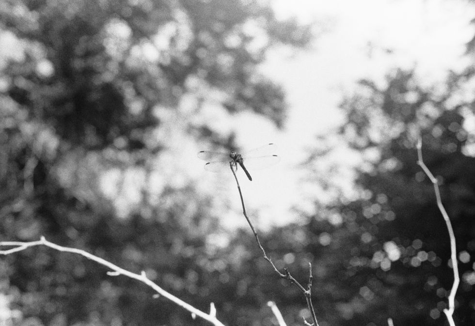 Dragonfly copy