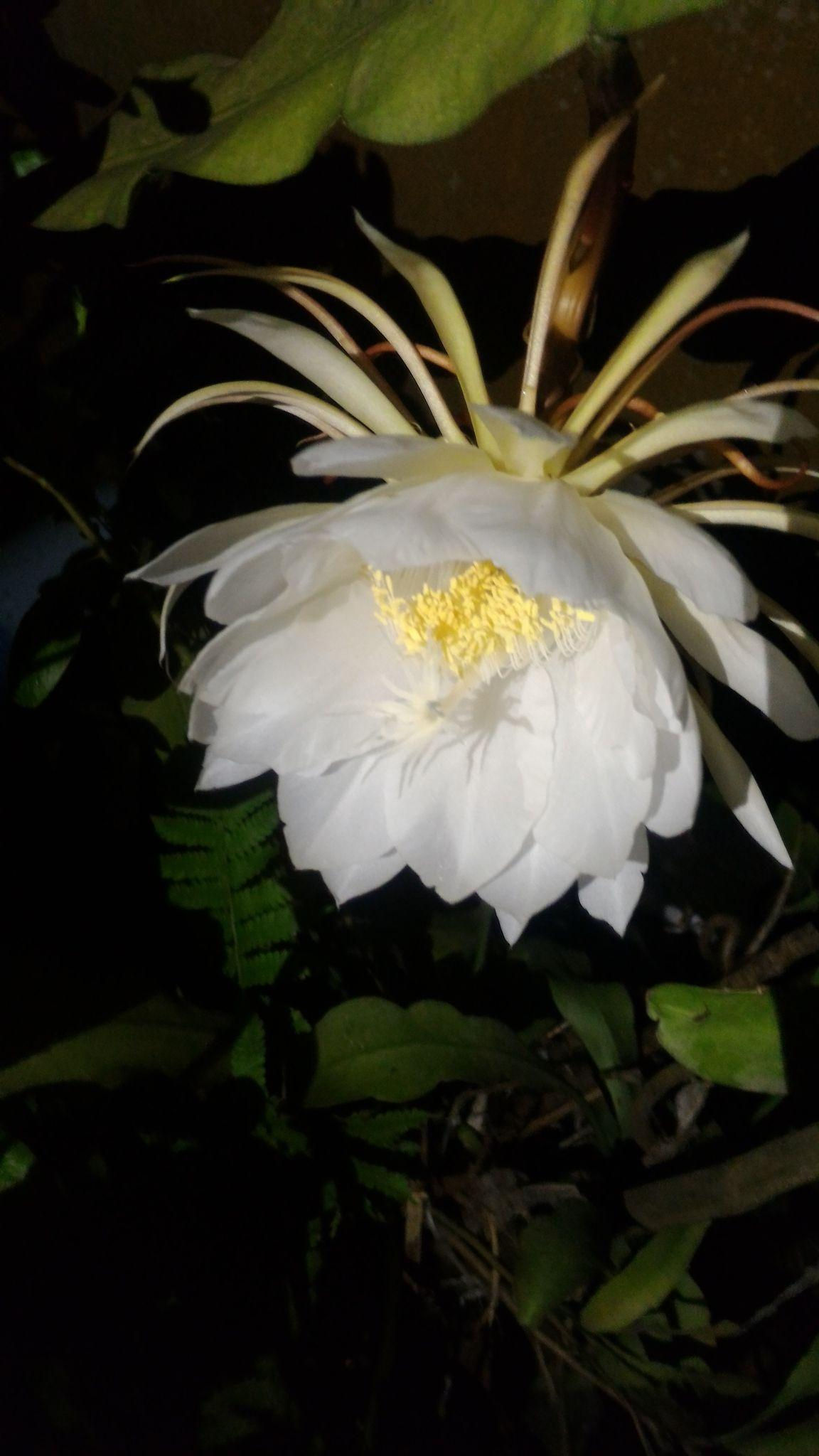 Mystic Night Queen Aroma Oil