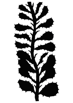 spikyyy.png
