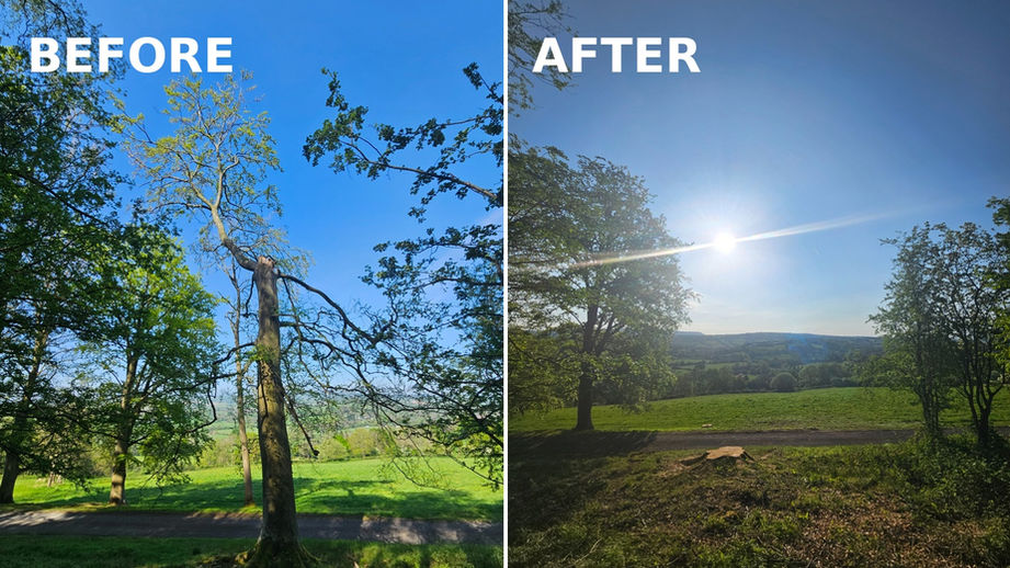Tree removal in Herefordshire before and after showing sectional dismantling and stump left after safe tree removal