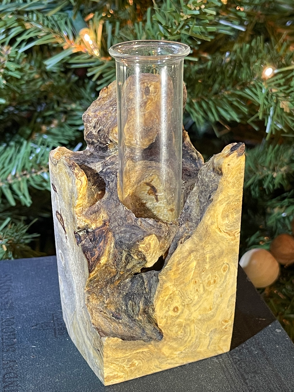Buckeye Burl Plant Propagation Holder