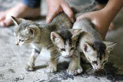 Alimentation Chaton/Junior