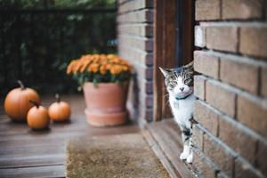 Curb Appeal Projects For The Holidays