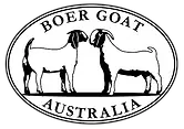Boer Goat Australia_Trans-01 (1).webp