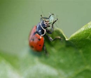 ladybug.jpg