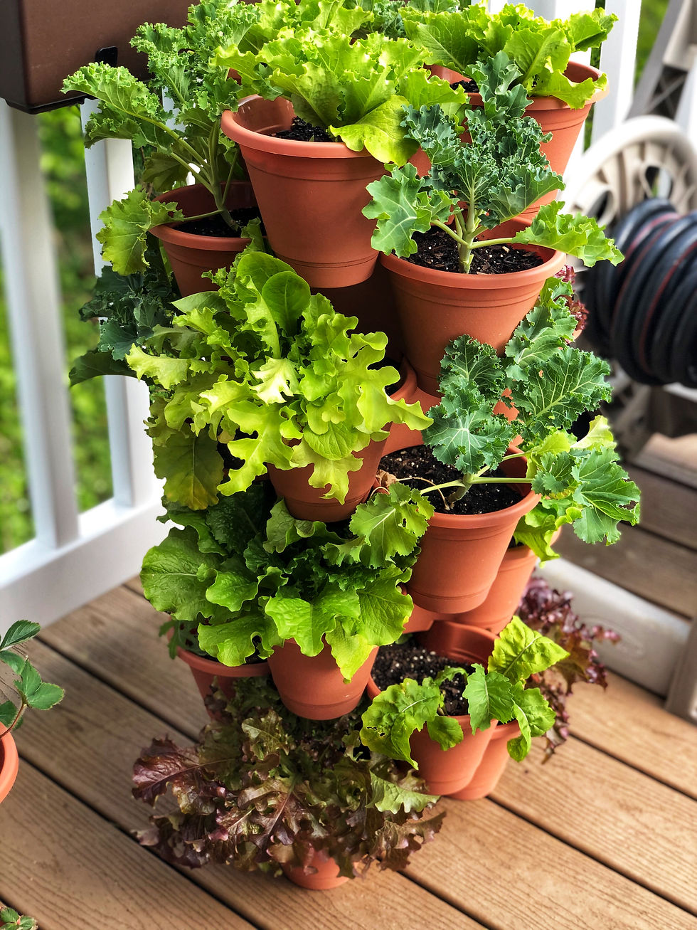 Eye-level view of a container garden with lush tomato plants growing in pots on a balcony