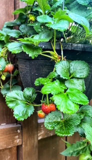 Strawberries grown vertically in a hanging basket.