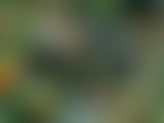 ARTIGO — Transformar sistemas alimentares é diferencial para o Brasil 