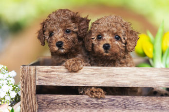 Hundezucht/Hundepension Landliebe
Mail: info@hundezucht-landliebe.at
Mobil 1: +43 664 81 51 470
Mobil 2: +43 664 11 00 030
Hauptstraße 30
2114 Hipples
(15 Minuten von Korneuburg entfernt)
Hipples | Niederösterreich | Österreich
