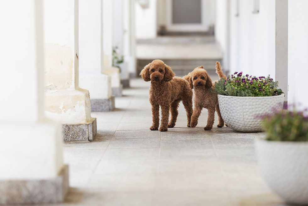 Hundezucht/Hundepension Landliebe
Mail: info@hundezucht-landliebe.at
Mobil 1: +43 664 81 51 470
Mobil 2: +43 664 11 00 030
Hauptstraße 30
2114 Hipples
(15 Minuten von Korneuburg entfernt)
Hipples | Niederösterreich | Österreich