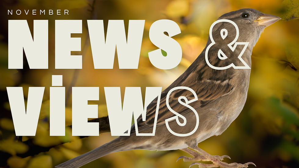 November News & Views