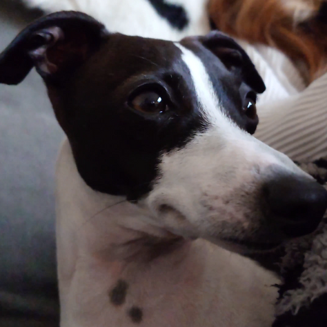Dog-Related Claims Cost $1 Billion in 2022