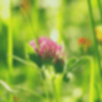 testimonial images (5).gif